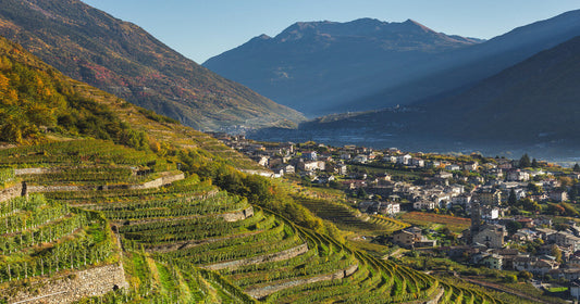 Vini della Valtellina: caratteristiche e storia - Tannico