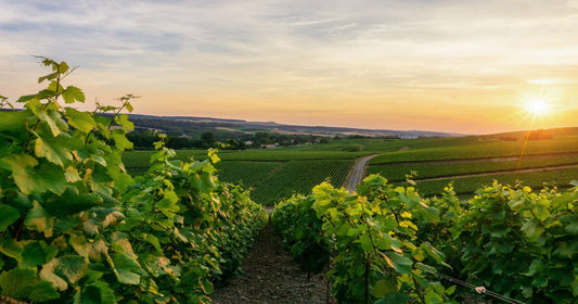 Champagne: storia e curiosità