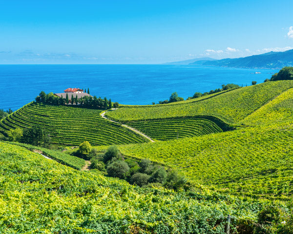 Vigneti sul mare